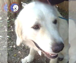 Great Pyrenees Dogs for adoption in Spring, TX, USA