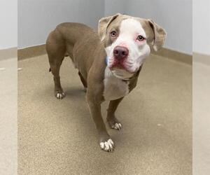 American Pit Bull Terrier-Unknown Mix Dogs for adoption in Aurora, CO, USA