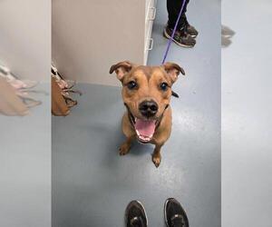 Boxer-German Shepherd Dog Mix Dogs for adoption in London, Ontario, Canada