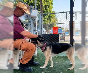 German Shepherd Dog Dogs for adoption in Pasadena, CA, USA