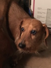 Dachshund Dogs for adoption in Tonopah, AZ, USA