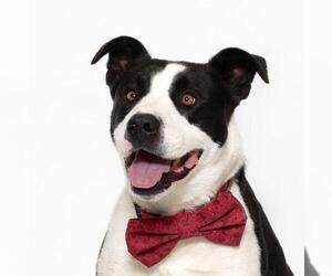 Collie-Unknown Mix Dogs for adoption in Santa Maria, CA, USA