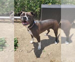Bullboxer Pit Dogs for adoption in San Martin, CA, USA
