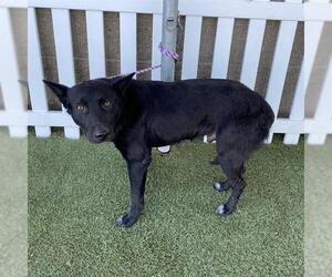 Border Collie-Unknown Mix Dogs for adoption in Modesto, CA, USA