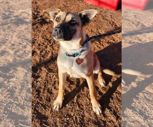 German Shepherd Dog-Unknown Mix Dogs for adoption in Clinton, OK, USA