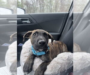 Labrador Retriever-Unknown Mix Dogs for adoption in Brewster, NY, USA