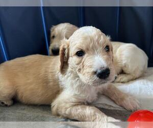 Poodle (Standard)-Retriever Mix Dogs for adoption in Minneapolis, MN, USA
