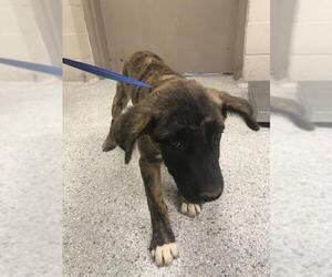 German Shepherd Dog-Unknown Mix Dogs for adoption in Conroe, TX, USA