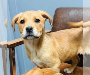 Golden Pyrenees Dogs for adoption in Claremore, OK, USA
