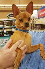 Chihuahua Dogs for adoption in Lake Worth, FL, USA