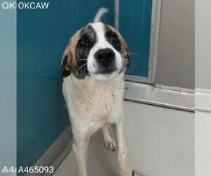 Anatolian Shepherd-Unknown Mix Dogs for adoption in Oklahoma City, OK, USA