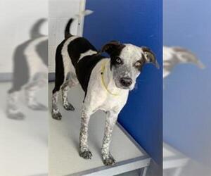 Pointer Dogs for adoption in Visalia, CA, USA