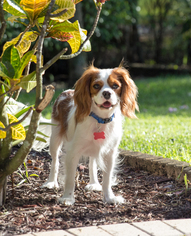 Cavalier King Charles Spaniel Dogs for adoption in Enterprise, FL, USA