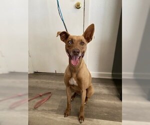 Basenji-Unknown Mix Dogs for adoption in San Antonio, TX, USA
