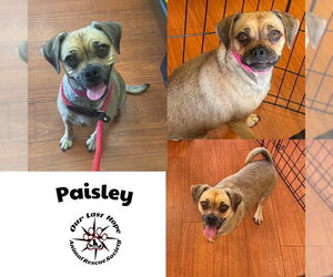 Pug-Unknown Mix Dogs for adoption in Princeton, British Columbia, Canada