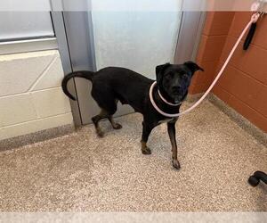 Rottweiler-Unknown Mix Dogs for adoption in Pueblo, CO, USA