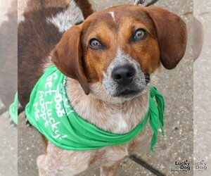 Beagle-Unknown Mix Dogs for adoption in Washington, DC, USA