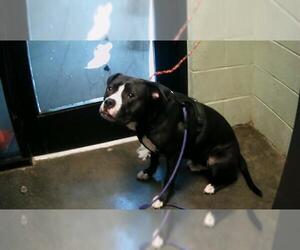 Boxer-Unknown Mix Dogs for adoption in Tulsa, OK, USA