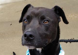 Labrador Retriever Dogs for adoption in Memphis, TN, USA