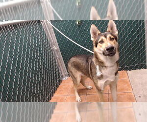 German Shepherd Dog Dogs for adoption in Downey, CA, USA