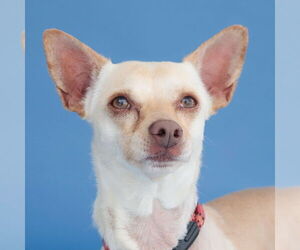 Chihuahua Dogs for adoption in Pasadena, CA, USA