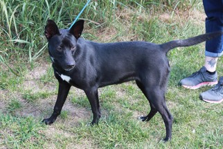 Labrador Retriever-Unknown Mix Dogs for adoption in Erwin , TN, USA