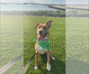 Retriever -Unknown Mix Dogs for adoption in Woodbury, NY, USA