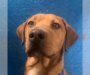 Labralas Dogs for adoption in Kanab, UT, USA