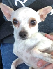 Chihuahua Dogs for adoption in Montgomery, TX, USA