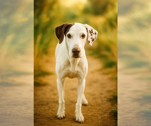 German Shorthaired Lab Dogs for adoption in Gulfport, MI, USA
