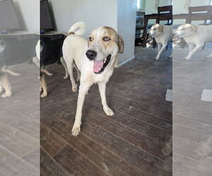 Mutt Dogs for adoption in Chandler, AZ, USA