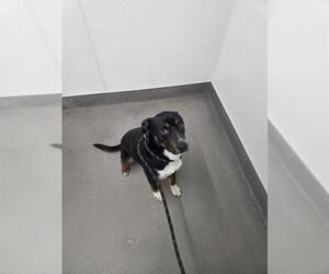 Border Collie-Unknown Mix Dogs for adoption in HESPERIA, CA, USA