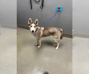 Siberian Husky-Unknown Mix Dogs for adoption in Las Vegas, NV, USA