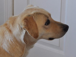 Labrador Retriever Dogs for adoption in Marble, NC, USA