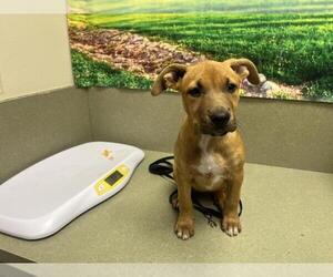 Bullboxer Pit Dogs for adoption in Moreno Valley, CA, USA