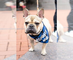 French Bulldog Dogs for adoption in St. Louis Park, MN, USA
