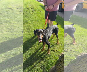 Doberman Pinscher Dogs for adoption in Buffalo, MN, USA