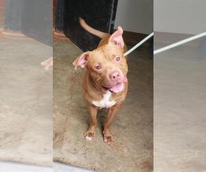 American Bulldog Dogs for adoption in Decatur, GA, USA