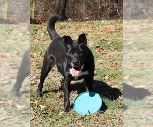 Rottweiler Dogs for adoption in Lovingston, VA, USA