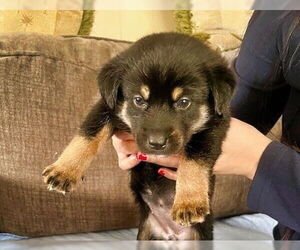 Mutt Dogs for adoption in Minneapolis, MN, USA