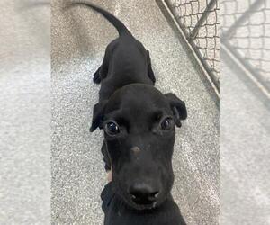 Basset Hound-Labrador Retriever Mix Dogs for adoption in Pasadena, TX, USA