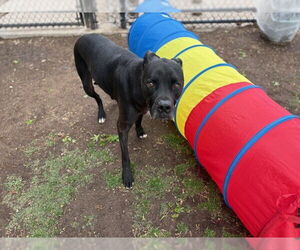 American Pit Bull Terrier Dogs for adoption in Tulsa, OK, USA