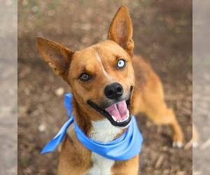 Mutt Dogs for adoption in San Antonio, TX, USA