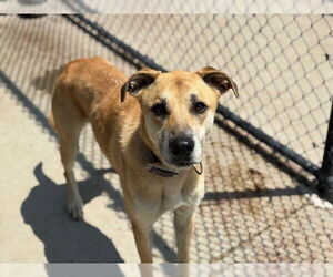 Labrador Retriever-Unknown Mix Dogs for adoption in Tulsa, OK, USA