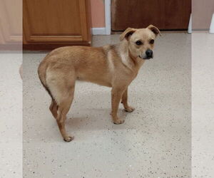 Rat Terrier-Unknown Mix Dogs for adoption in York, SC, USA