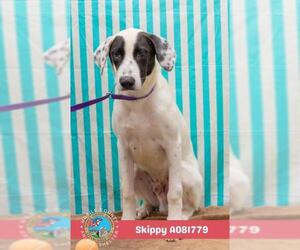 Labrador Retriever-Unknown Mix Dogs for adoption in Mobile, AL, USA