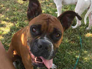 Boxer Dogs for adoption in San Clemente, CA, USA
