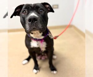 Mutt Dogs for adoption in Aurora, CO, USA