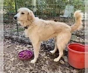 Golden Pyrenees Dogs for adoption in Mooresville, NC, USA