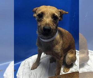 Chihuahua Dogs for adoption in Bakersfield, CA, USA